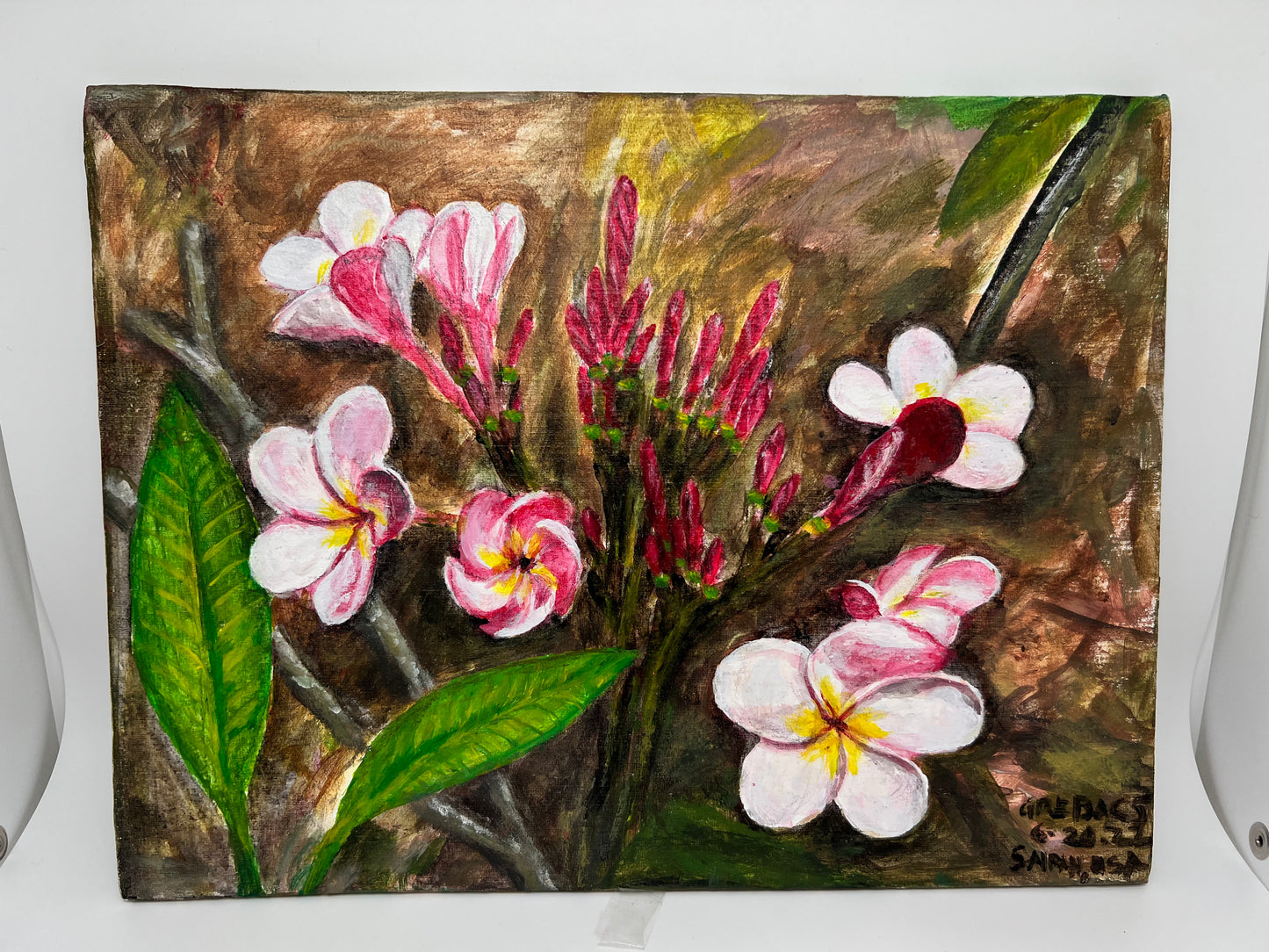 Pink Plumeria