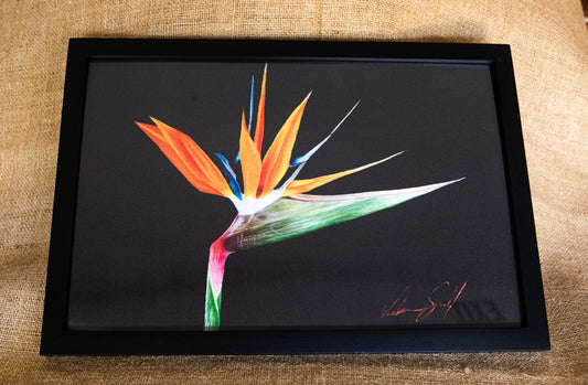 Bird of Paradise Painting